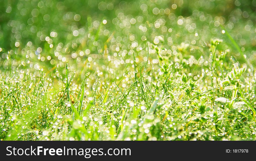 Macro of dew drops on blades of grass in bright morning sunlight. Macro of dew drops on blades of grass in bright morning sunlight