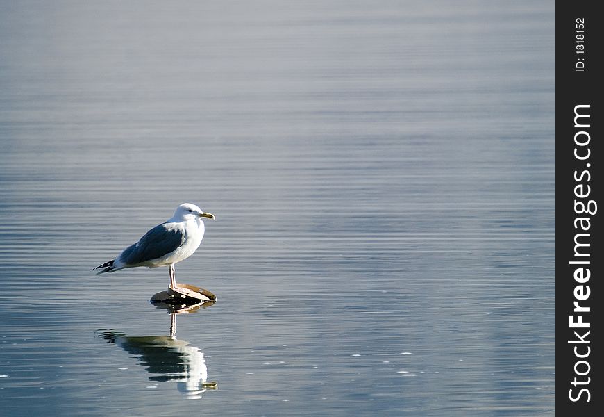 Gull Sitting In The Middle Of The Lake