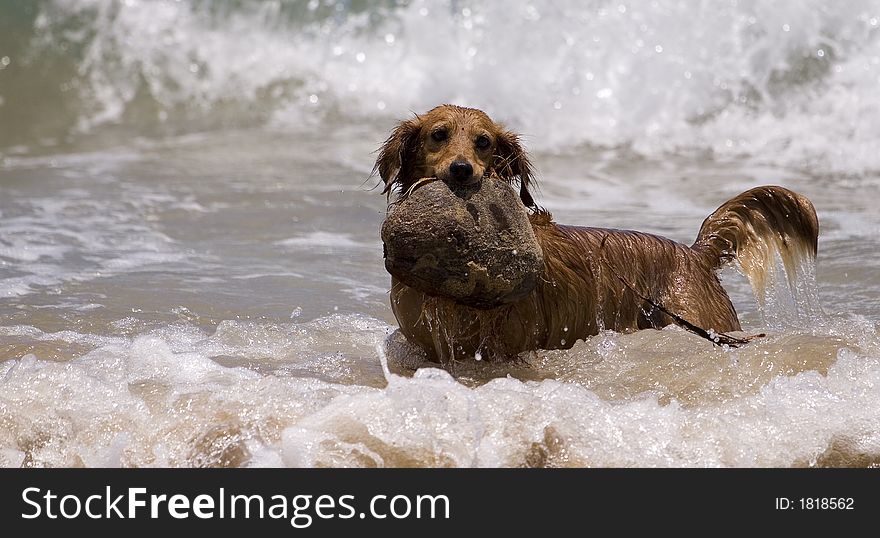 Brown dog playing the waves at the beach with coconut in mouth. Brown dog playing the waves at the beach with coconut in mouth