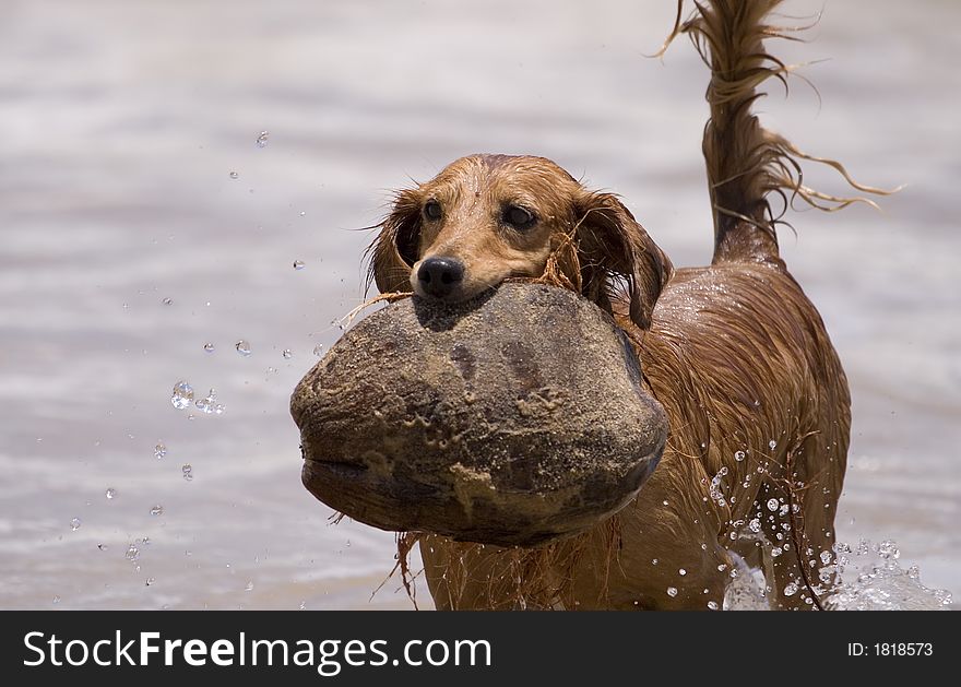 Brown dog playing the waves at the beach with coconut in mouth. Brown dog playing the waves at the beach with coconut in mouth