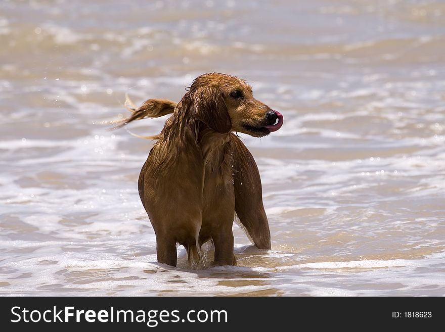 Brown dog playing the waves at the beach licking his nose. Brown dog playing the waves at the beach licking his nose