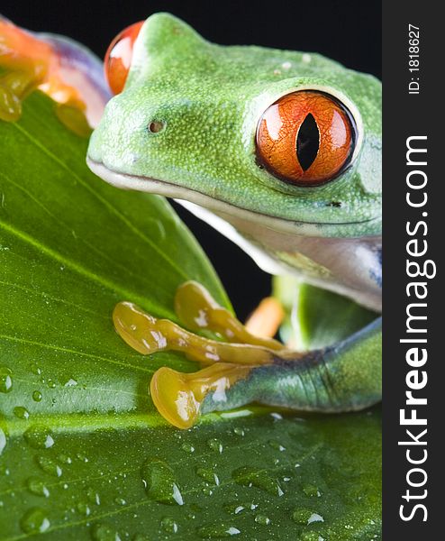 Frog - small animal with smooth skin and long legs that are used for jumping. Frogs live in or near water. The Agalychnis callidryas, commonly know as the Red-eyed tree Frog is a small (50-75 mm / 2-3 inches) tree frog native to rainforests of Central America.