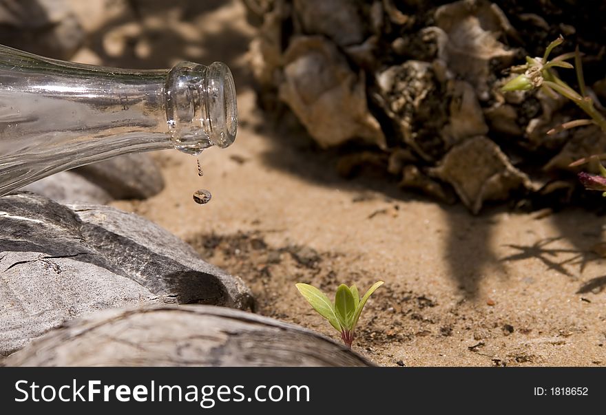 Drop of water falling from glass bottle to small plant in sand. Drop of water falling from glass bottle to small plant in sand