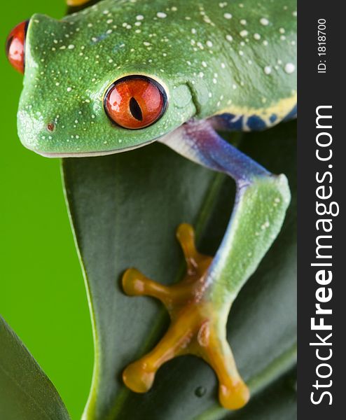 Frog - small animal with smooth skin and long legs that are used for jumping. Frogs live in or near water. The Agalychnis callidryas, commonly know as the Red-eyed tree Frog is a small (50-75 mm / 2-3 inches) tree frog native to rainforests of Central America.