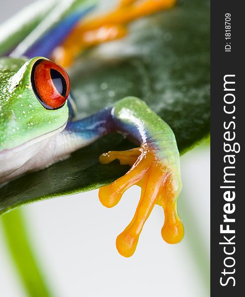 Frog - small animal with smooth skin and long legs that are used for jumping. Frogs live in or near water. The Agalychnis callidryas, commonly know as the Red-eyed tree Frog is a small (50-75 mm / 2-3 inches) tree frog native to rainforests of Central America.