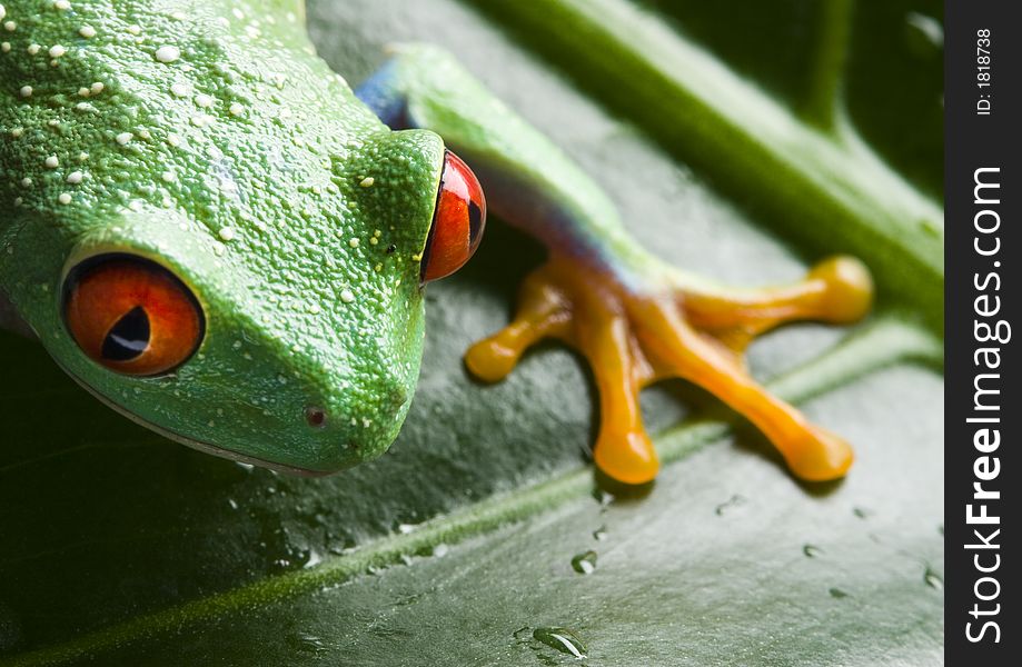 Frog - small animal with smooth skin and long legs that are used for jumping. Frogs live in or near water. The Agalychnis callidryas, commonly know as the Red-eyed tree Frog is a small (50-75 mm / 2-3 inches) tree frog native to rainforests of Central America. Frog - small animal with smooth skin and long legs that are used for jumping. Frogs live in or near water. The Agalychnis callidryas, commonly know as the Red-eyed tree Frog is a small (50-75 mm / 2-3 inches) tree frog native to rainforests of Central America.