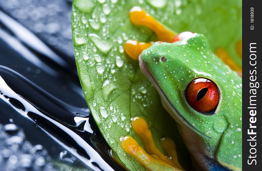 Frog - small animal with smooth skin and long legs that are used for jumping. Frogs live in or near water. The Agalychnis callidryas, commonly know as the Red-eyed tree Frog is a small (50-75 mm / 2-3 inches) tree frog native to rainforests of Central America. Frog - small animal with smooth skin and long legs that are used for jumping. Frogs live in or near water. The Agalychnis callidryas, commonly know as the Red-eyed tree Frog is a small (50-75 mm / 2-3 inches) tree frog native to rainforests of Central America.