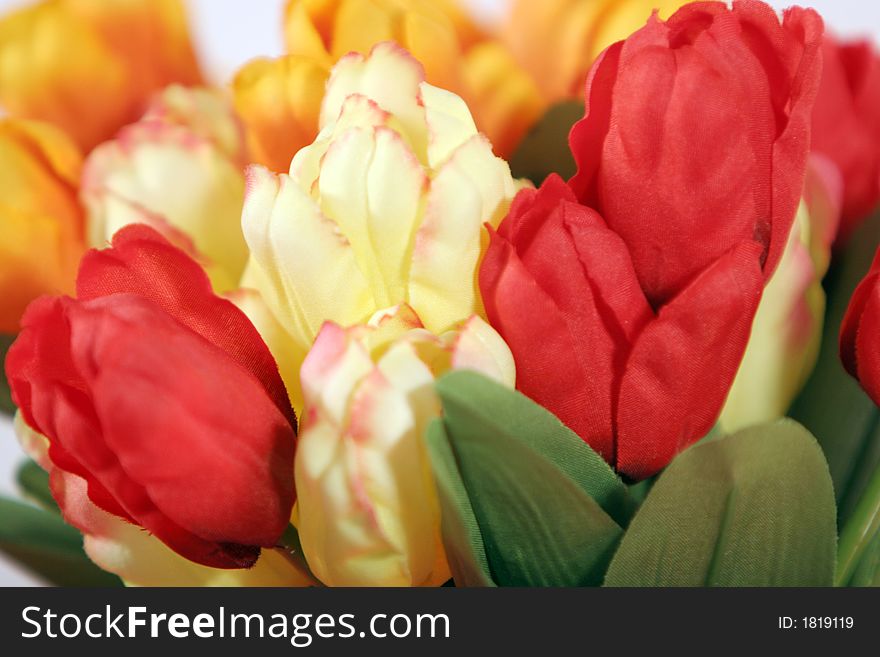 Beautiful colorful tulips - close up