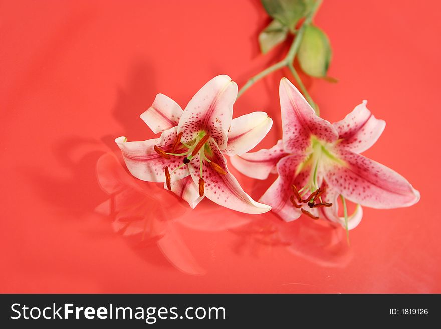 Beautiful pink and white iris - reflection on red background