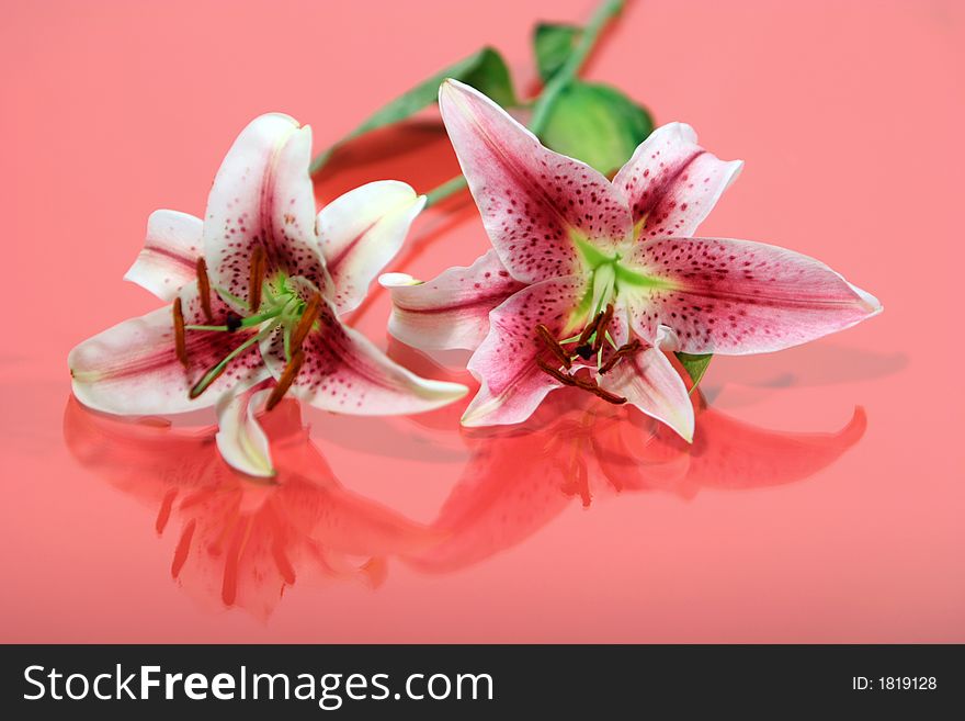 Beautiful Pink And White Iris