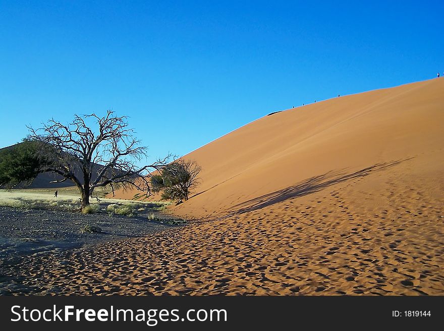 Tree And Dune