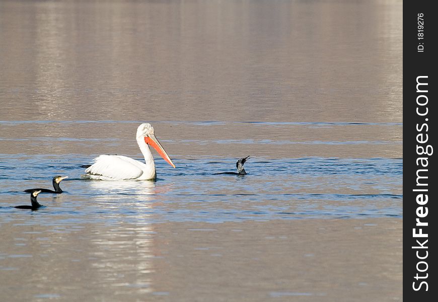 Pelican floating by at Kastoria's lake accompanied by other birds.