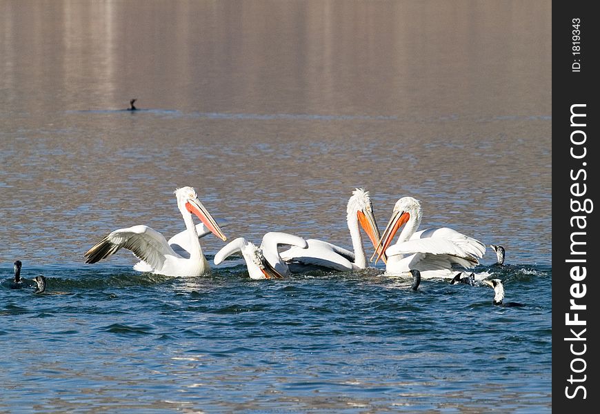 Pelicans at Kastoria's lake accompanied by other birds.