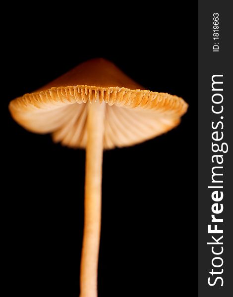 Close-up photo of a mushroom on a black background