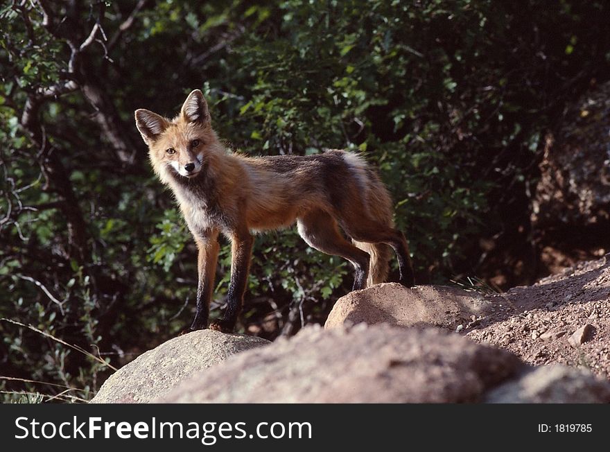 Red fox standing on rocks outside of den.