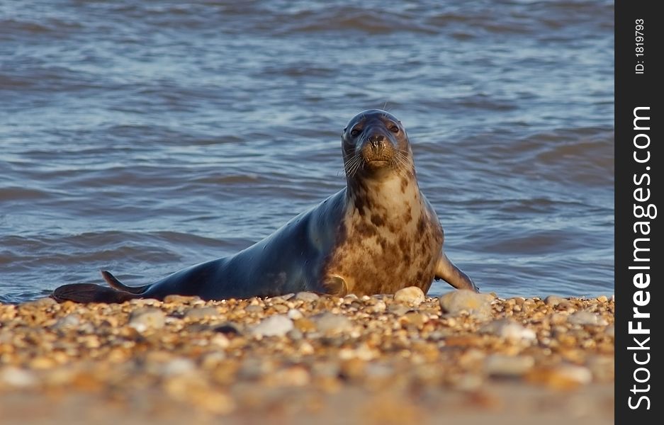 Seal coming ashore on a norfolk beach. Seal coming ashore on a norfolk beach