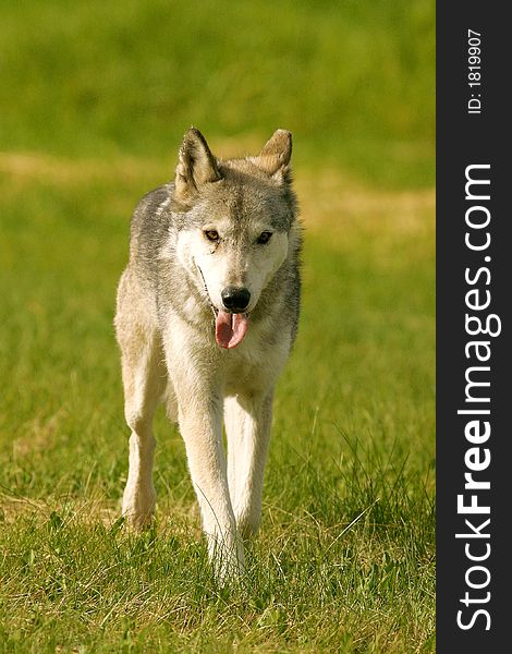 Wolf in British Columbia, Canada. Wolf in British Columbia, Canada