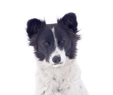 Curious Old Dog Stock Images