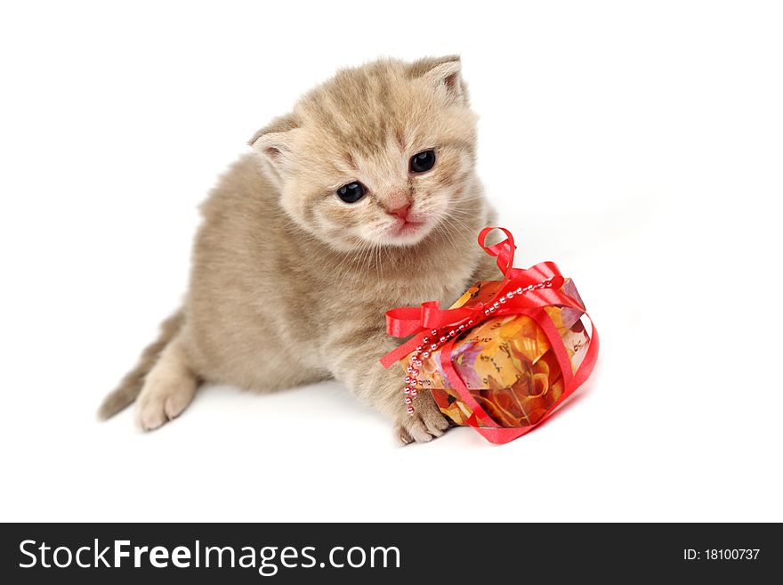 Cat and gift isolated on white background. Cat and gift isolated on white background
