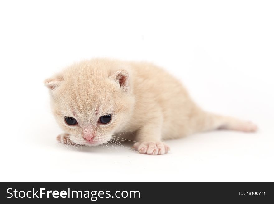 Cat isolated on white background. Cat isolated on white background