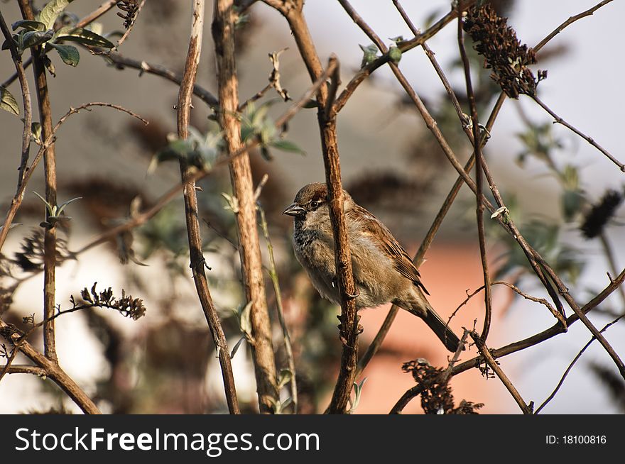 Male House Sparrow on winter buddelia