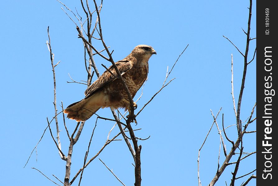 A Steppe Buzzard (Buteo Buteo) in a tree