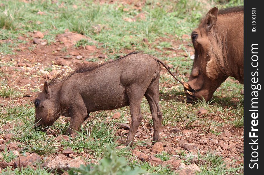 A Young Warthog feeding with it's mother