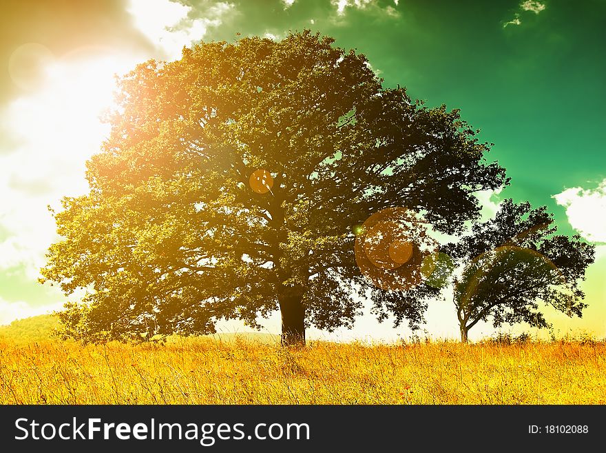 Lonely tree against a blue sky at sunset.