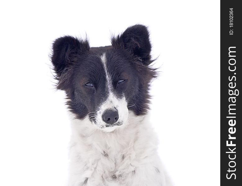 Curious old dog on white background