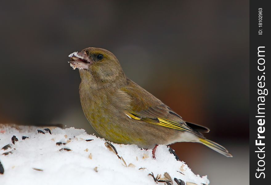 Greenfinch - Carduelis chloris