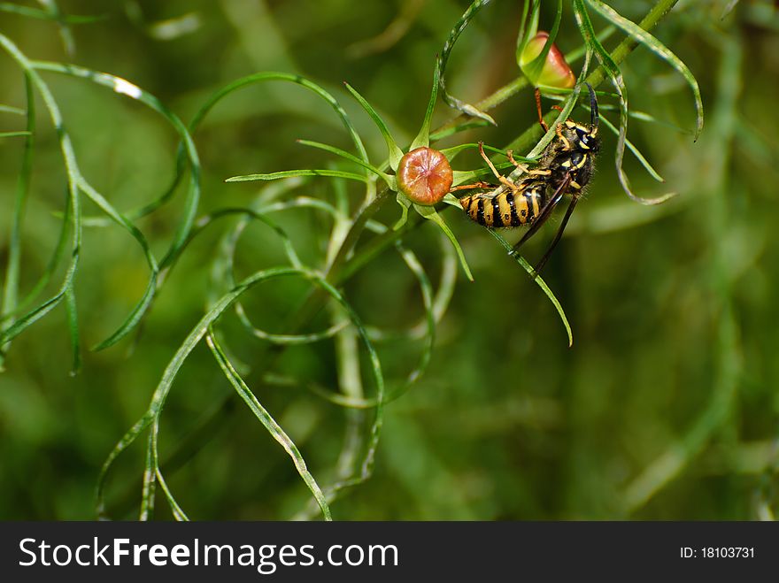 Wasp gathering a button of flower. Wasp gathering a button of flower