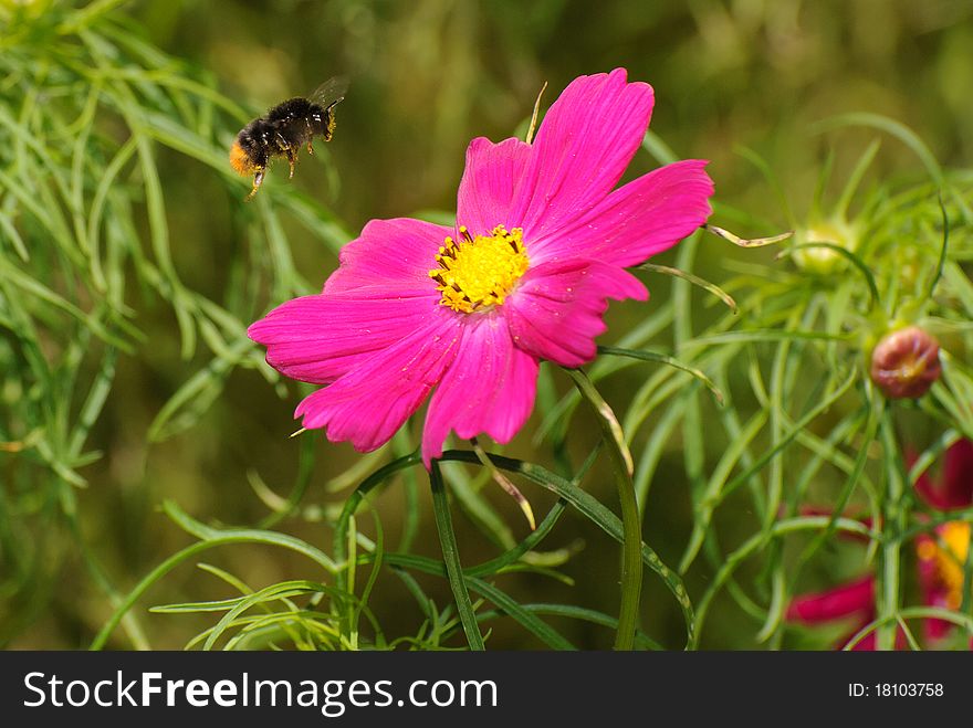 Bee flying towards a flower