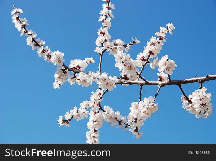 A branch of cherry on a background of blue sky. A branch of cherry on a background of blue sky