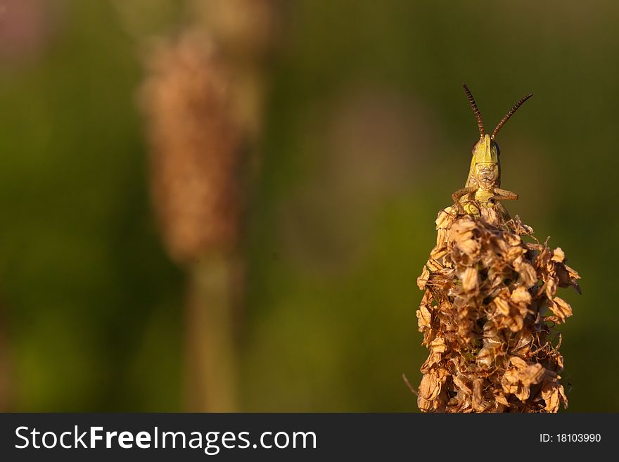 Green grasshopper sitting on a dry flower.