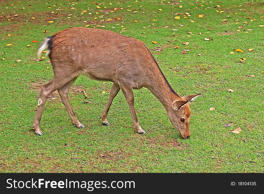This is a deer from Nara park