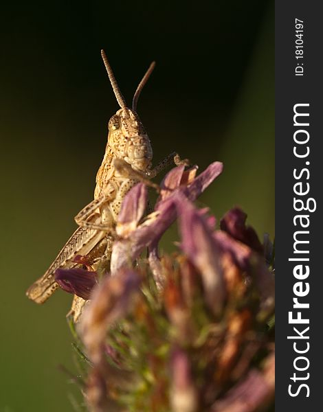 Grasshopper sitting on a flower.