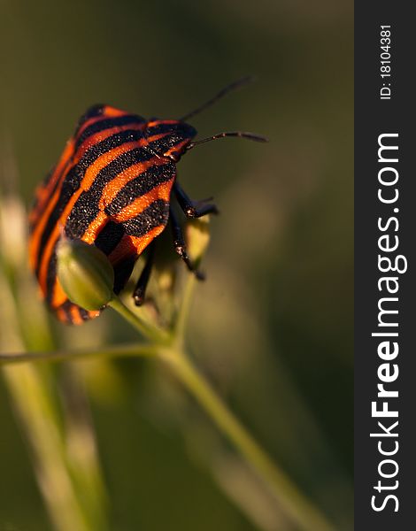 Striped Shield Bug