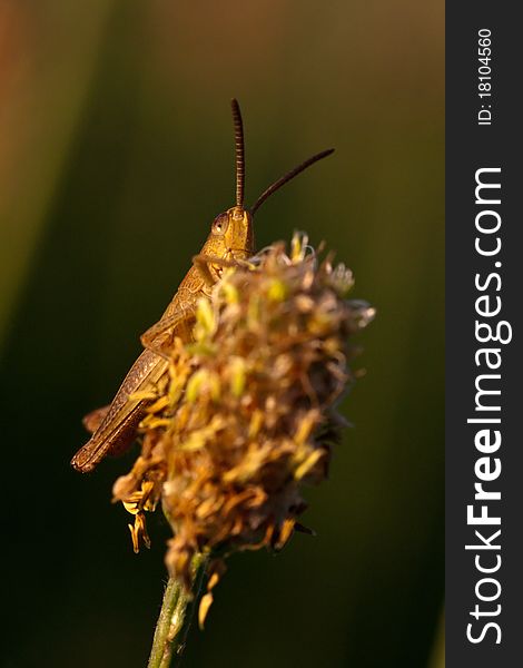 Grasshopper sitting on a flower.