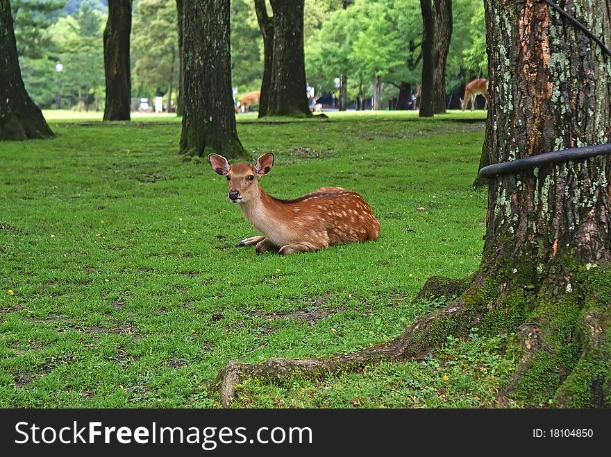 This is a deer from Nara park