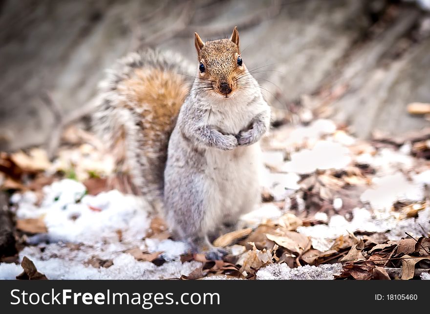 Portrait of squirell looking in the camera. Central park, New York