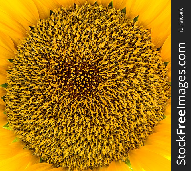 One yellow sunflower close-up