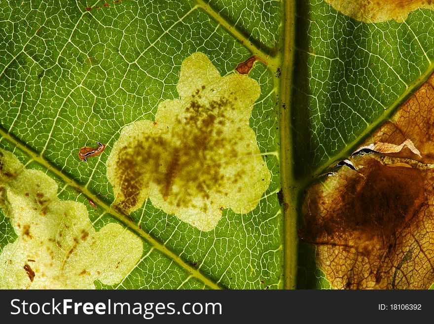 Horse Chestnut Leaf Miner seen close up with a back-light.