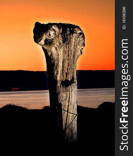 Old tree on th beach