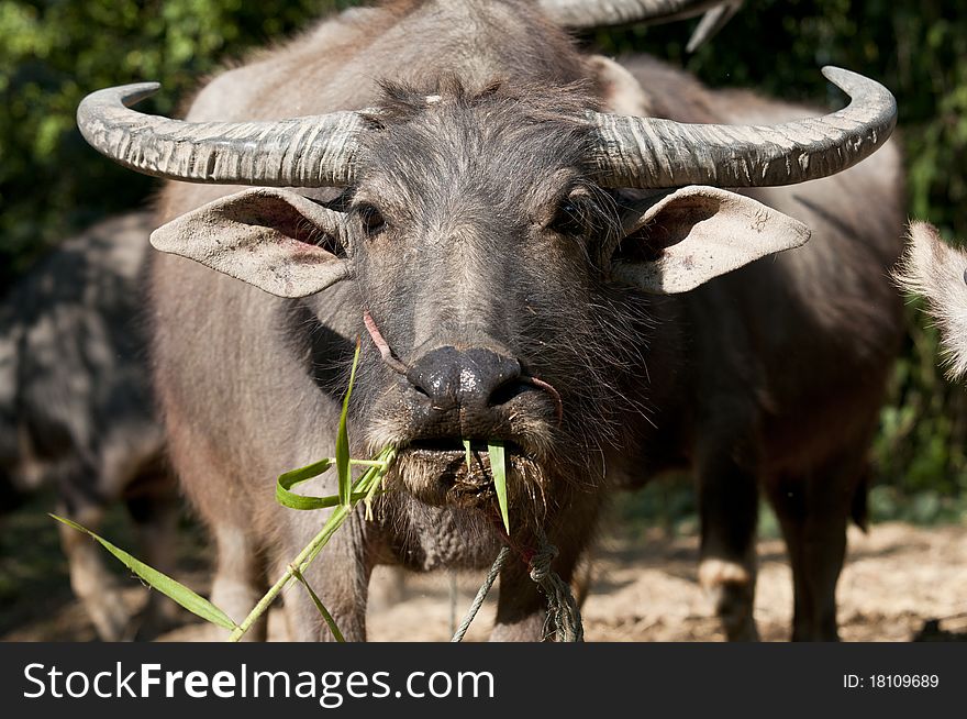 Thai buffalo eating fresh grass