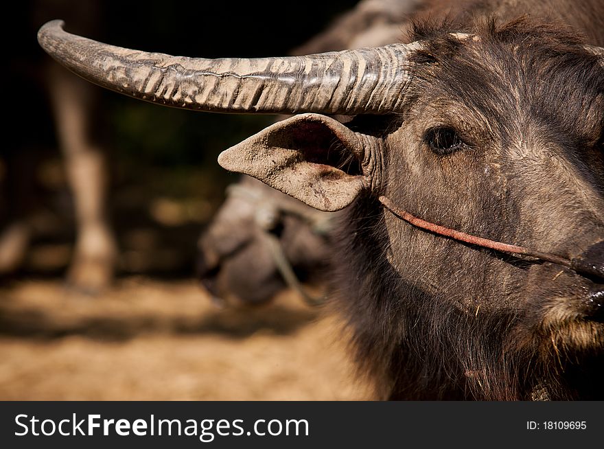 An Asian water buffalo in a pasture