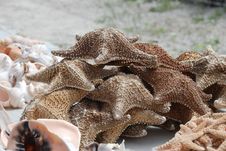 Dried Starfish Royalty Free Stock Image Dried Starfish Royalty Free Stock Image