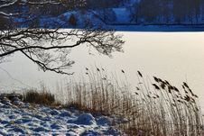 Winter Scene Of Branches And Reeds Royalty Free Stock Images Winter Scene Of Branches And Reeds Royalty Free Stock Images
