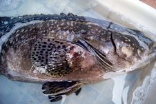 Grouper Stock Images Grouper Stock Images