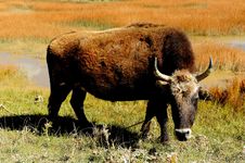 Cow In Pasture Royalty Free Stock Photo Cow In Pasture Royalty Free Stock Photo