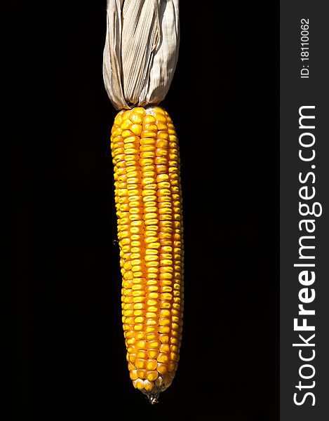 Dry corn on isolated black background.